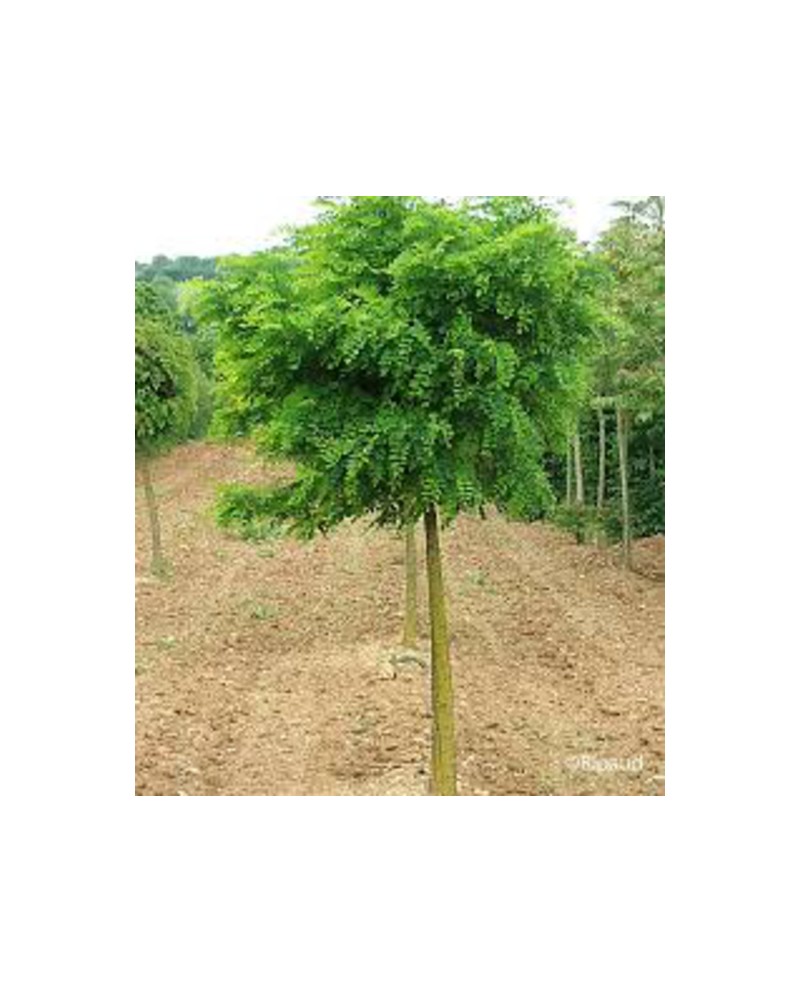 Robinia pse.umbraculifera 12/14 maceta            