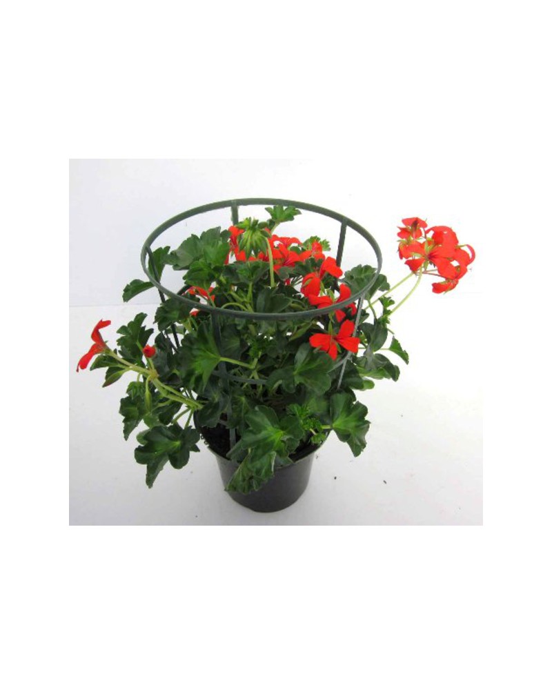 Geraneo rey balcon E/09/25/0008                   