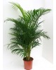 Areca m21 100                                     