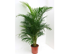Areca m21 100                                     