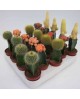 Cactus injerto 5.5                                