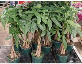 Pachira aquatica m19 80cm                         