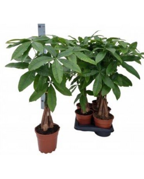 Pachira aquatica m19 80cm                         