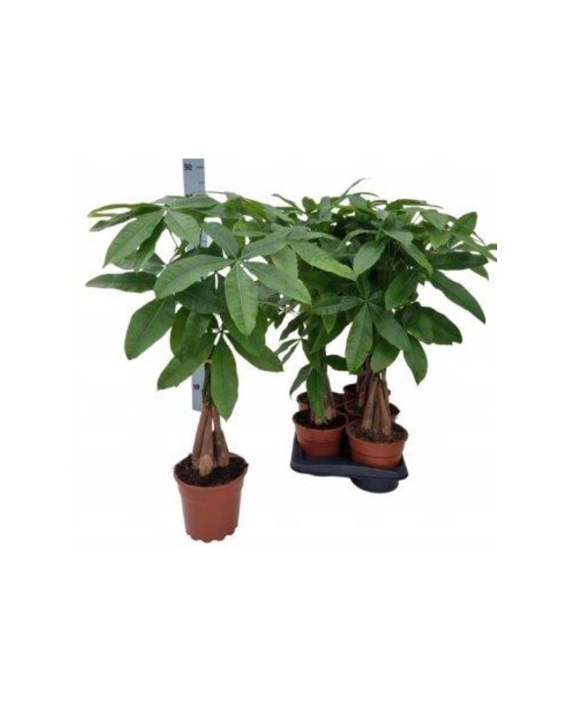 Pachira aquatica m19 80cm                         