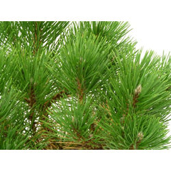 Pinus pinea m22 120/130                           