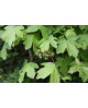 Acer campestre 12/14 maceta                       