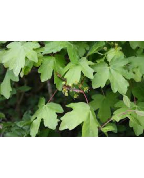 Acer campestre 12/14 maceta                       