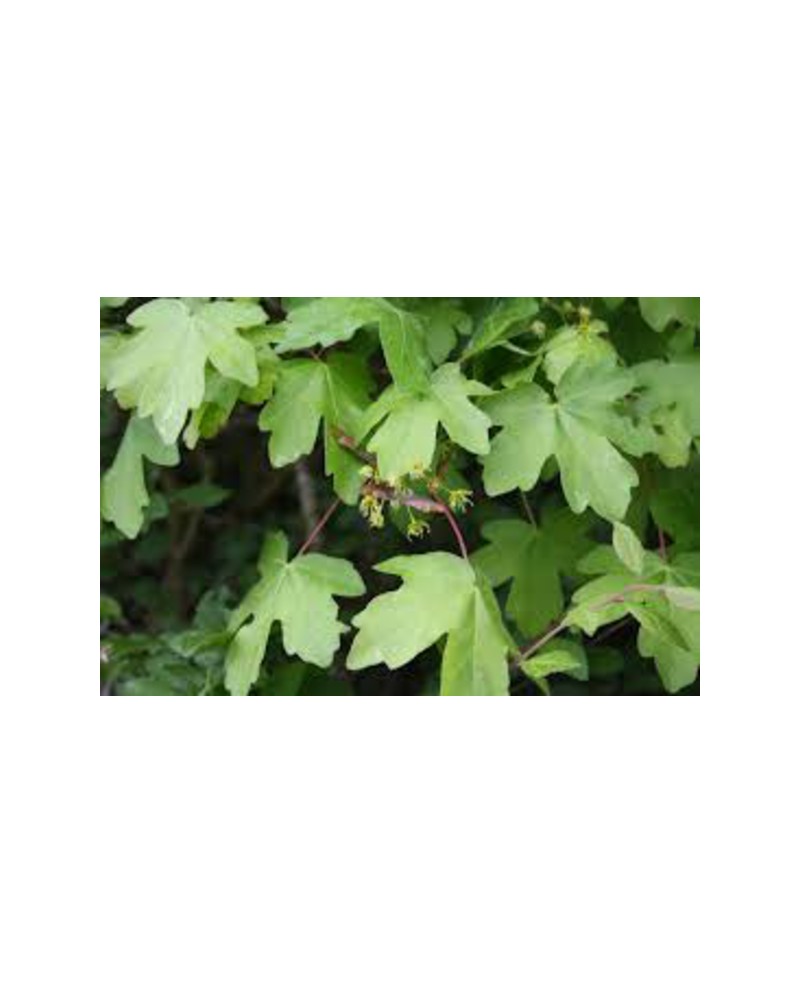 Acer campestre 12/14 maceta                       