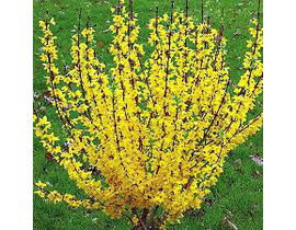 Forsythia 5lt                                     