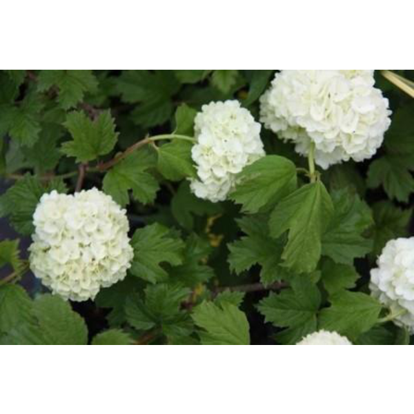 Viburnum opulus 5lt ES/09/250008                  