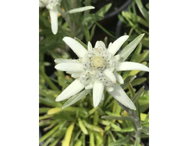 Edelweis (leontopodium alpinum) m11               