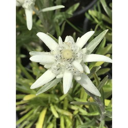 Edelweis (leontopodium alpinum) m11               