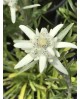 Edelweis (leontopodium alpinum) m11               
