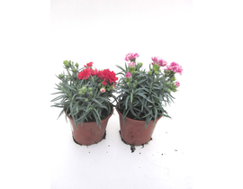 Clavel maestro liliput carnelia peman 13          