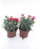 Clavel maestro liliput carnelia peman 13          