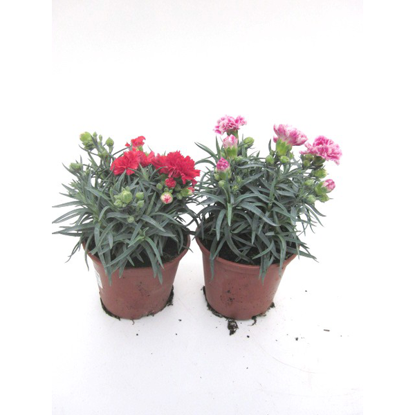 Clavel maestro liliput carnelia peman 13          