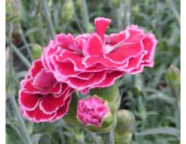 Clavel mondrian telnenke m13                      