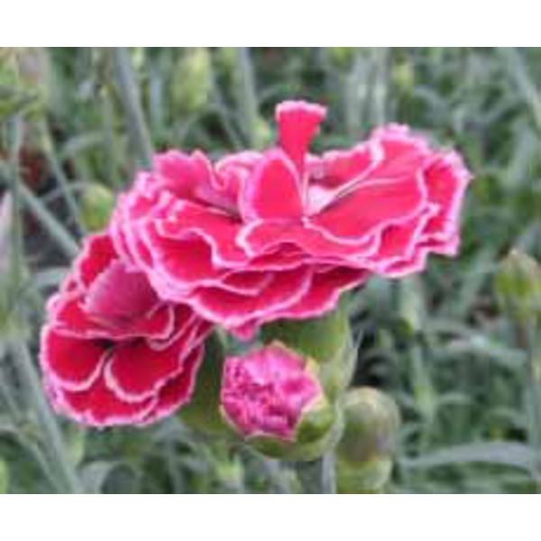 Clavel mondrian telnenke m13                      