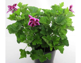 Geraneo grandiflorum candy flowers m14            