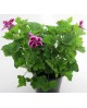 Geraneo grandiflorum candy flowers m14            
