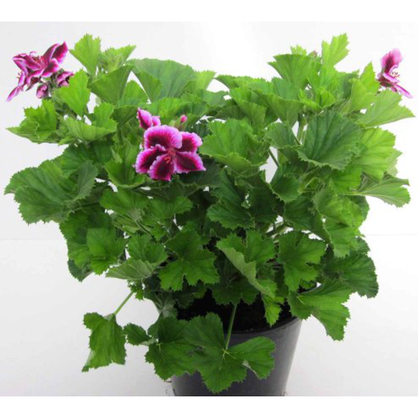 Geraneo grandiflorum candy flowers m14            