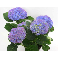 Hortensia 3lt                                     