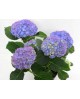 Hortensia 3lt                                     