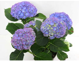 Hortensia 3lt                                     