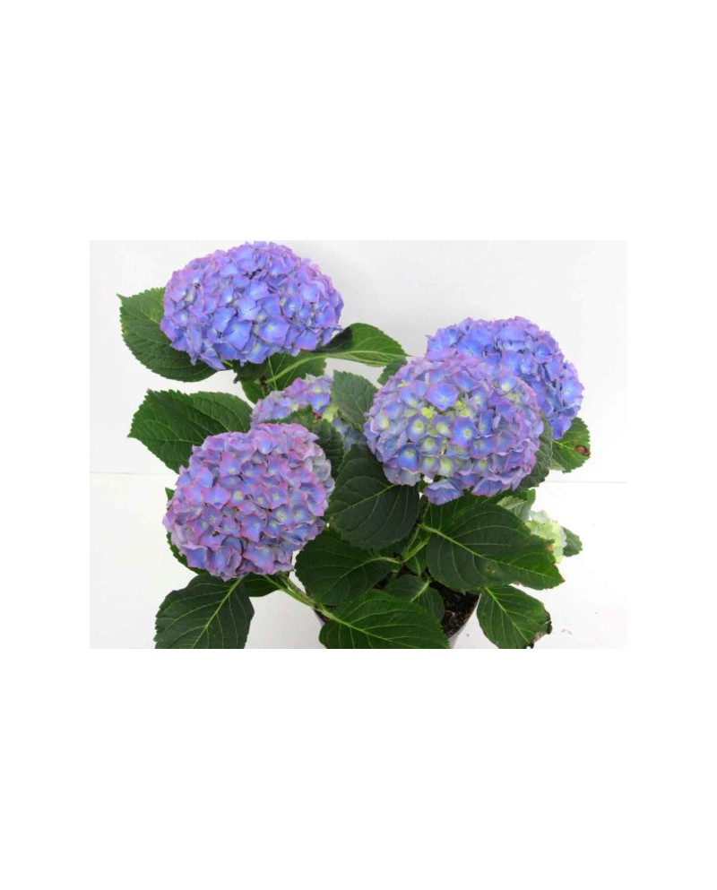 Hortensia 3lt                                     