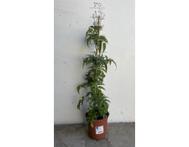 Jazmin polyanthum m13 1 tutor 60cm                