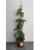 Jazmin polyanthum m13 1 tutor 60cm                