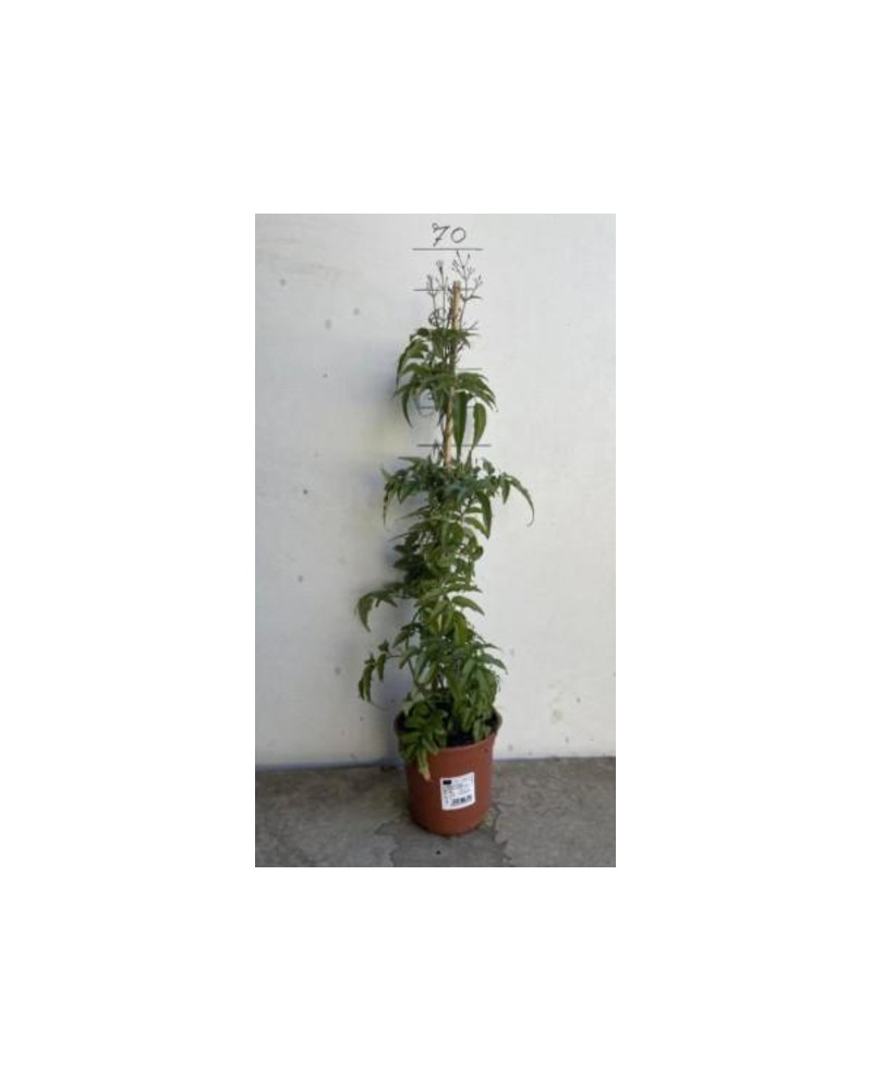 Jazmin polyanthum m13 1 tutor 60cm                
