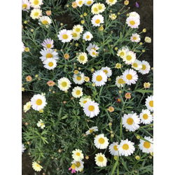 Margarita blanca 13                               