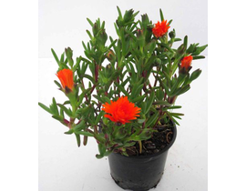 Messembryanthemum butano - amarillo m12           