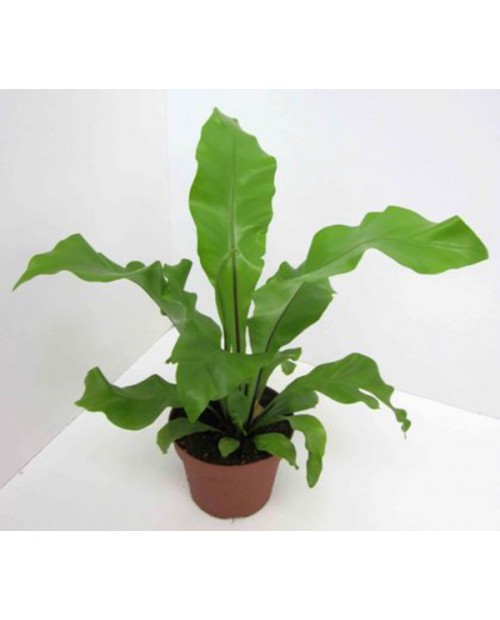 Asplenium nidus crissie m12                       