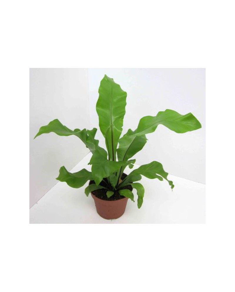 Asplenium nidus crissie m12                       