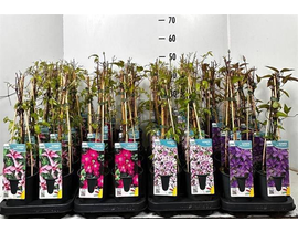 Clematis mix 60cm m11                             