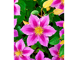 Clematis mix 60cm m11                             