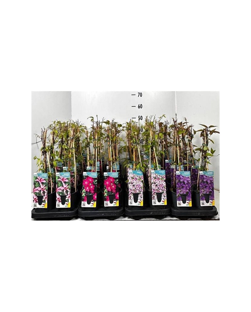 Clematis mix 60cm m11                             