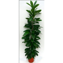 Ficus cyathistipula m26 100cm                     