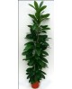Ficus cyathistipula m20 100cm                     