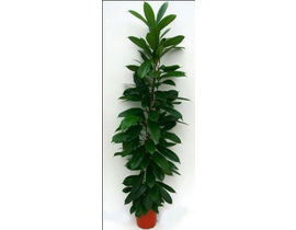 Ficus cyathistipula m20 100cm                     