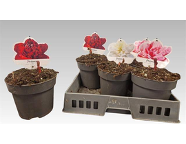 Paeonia lactiflora m15                            