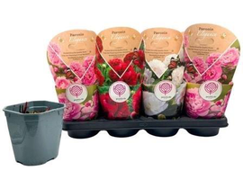 Paeonia lactiflora m15                            