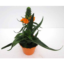 Ornithogalum dubium m13                           