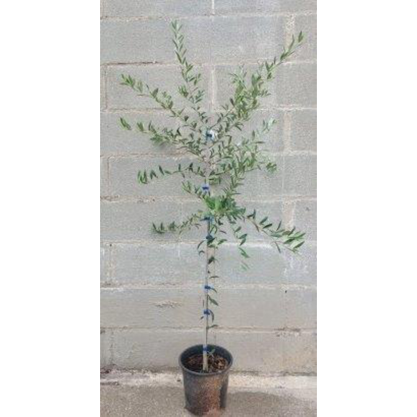 Olivo arberquina 2/4                              