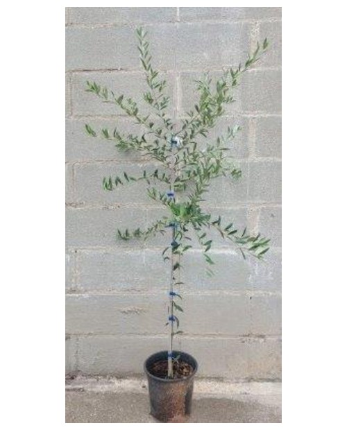 Olivo arberquina 2/4                              