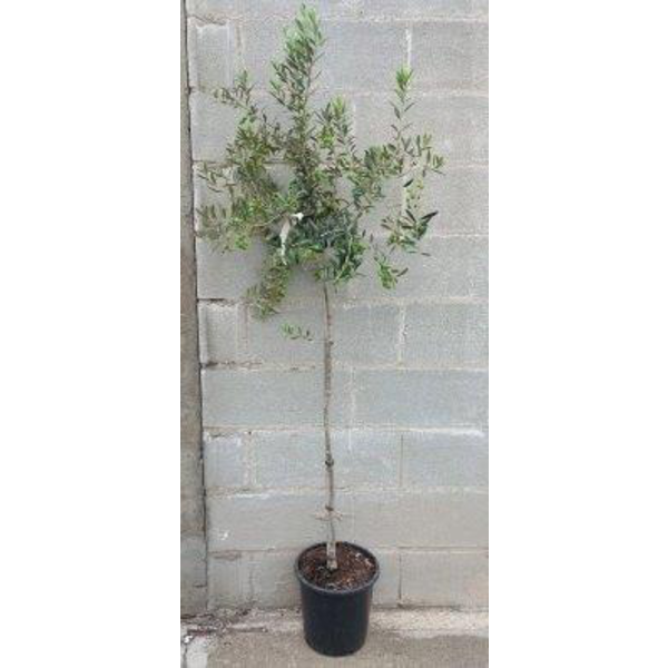 Olivo arberquina 4/6                              