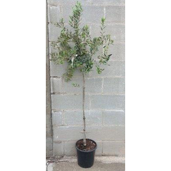 Olivo arberquina 4/6                              