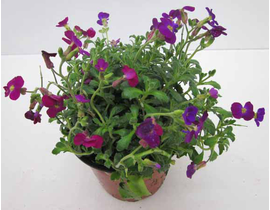 Aubrieta cultorum m13                             